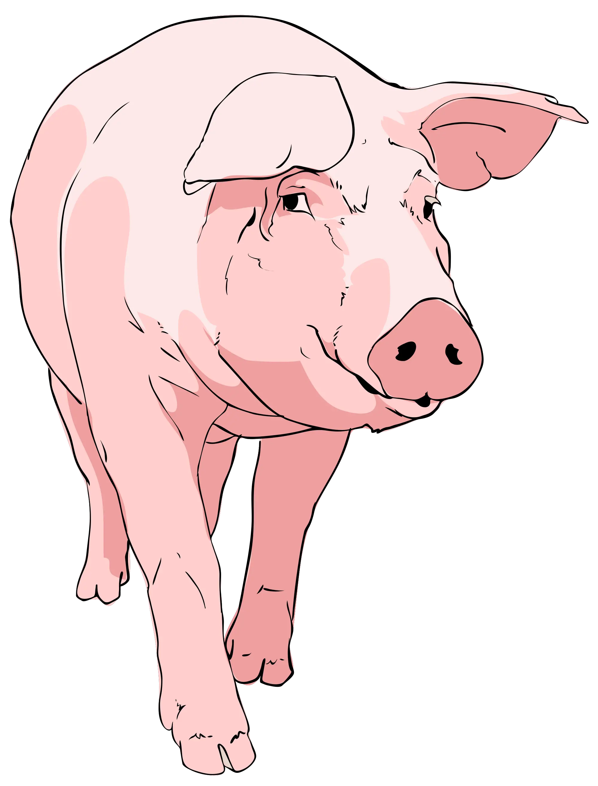  Pig Clipart 01 Clipart Pig Png Pig Png