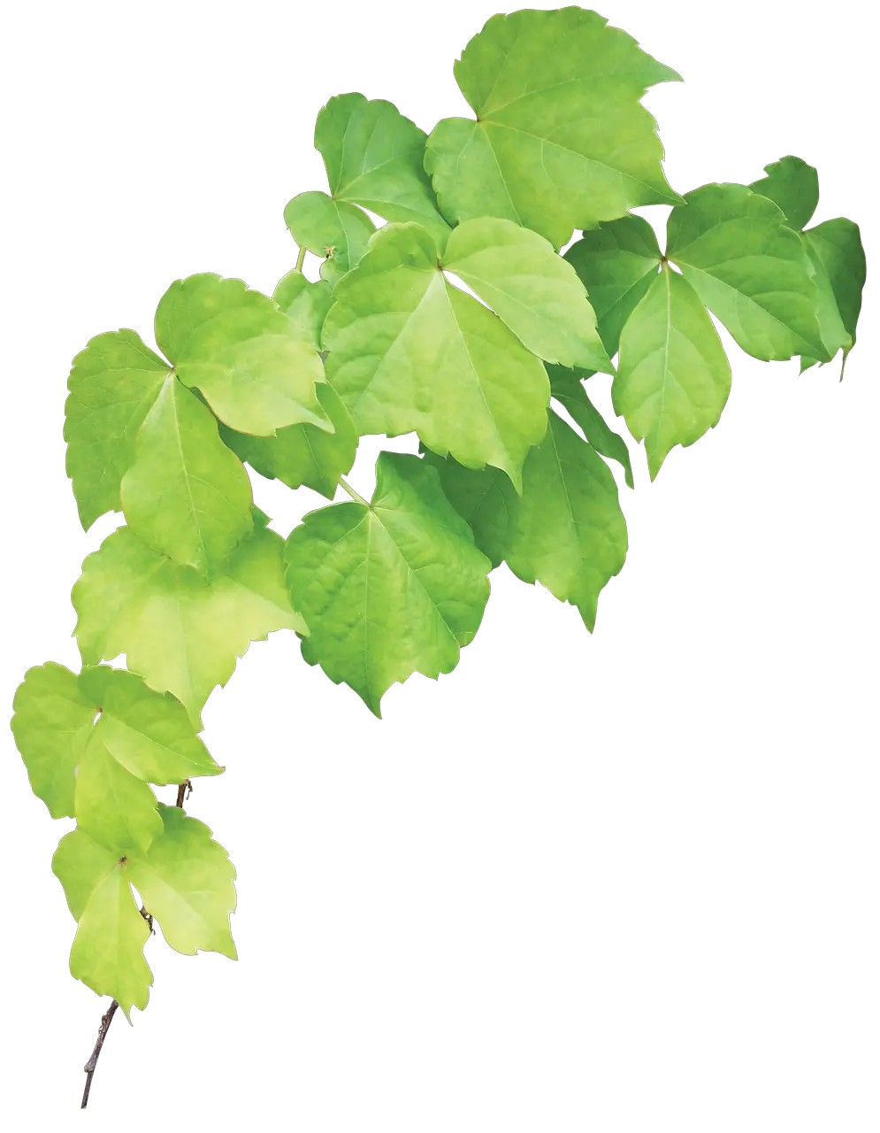  Ivy Wall Green Free Photo On Pixabay Maple Leaf Png Ivy Png