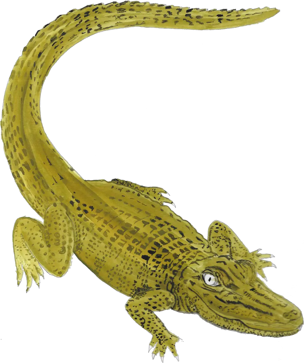  Getting There Katie Brian Portable Network Graphics Png Gator Png