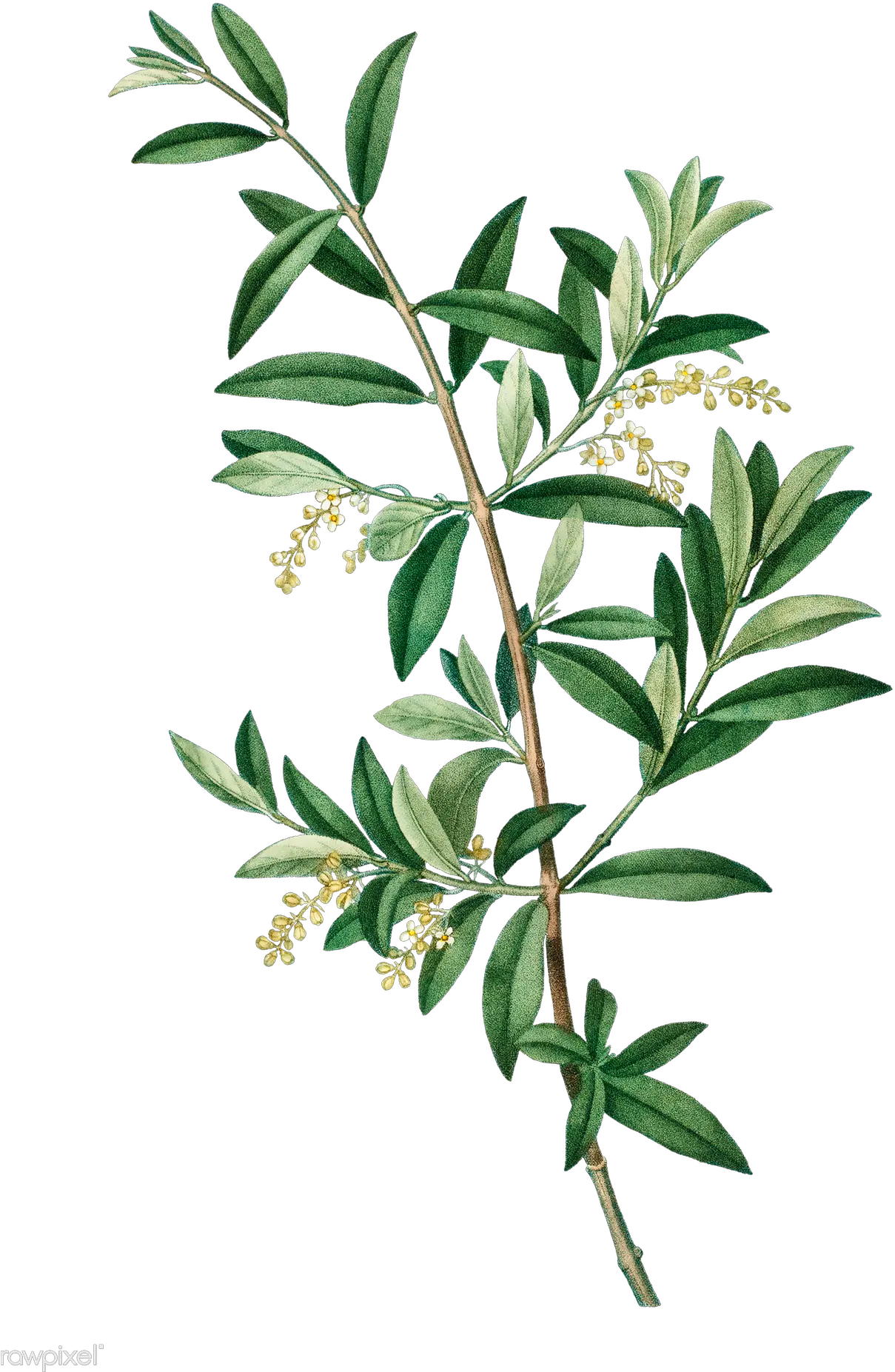  Green Olive Tree Olive Tree Branches Png Branch Transparent