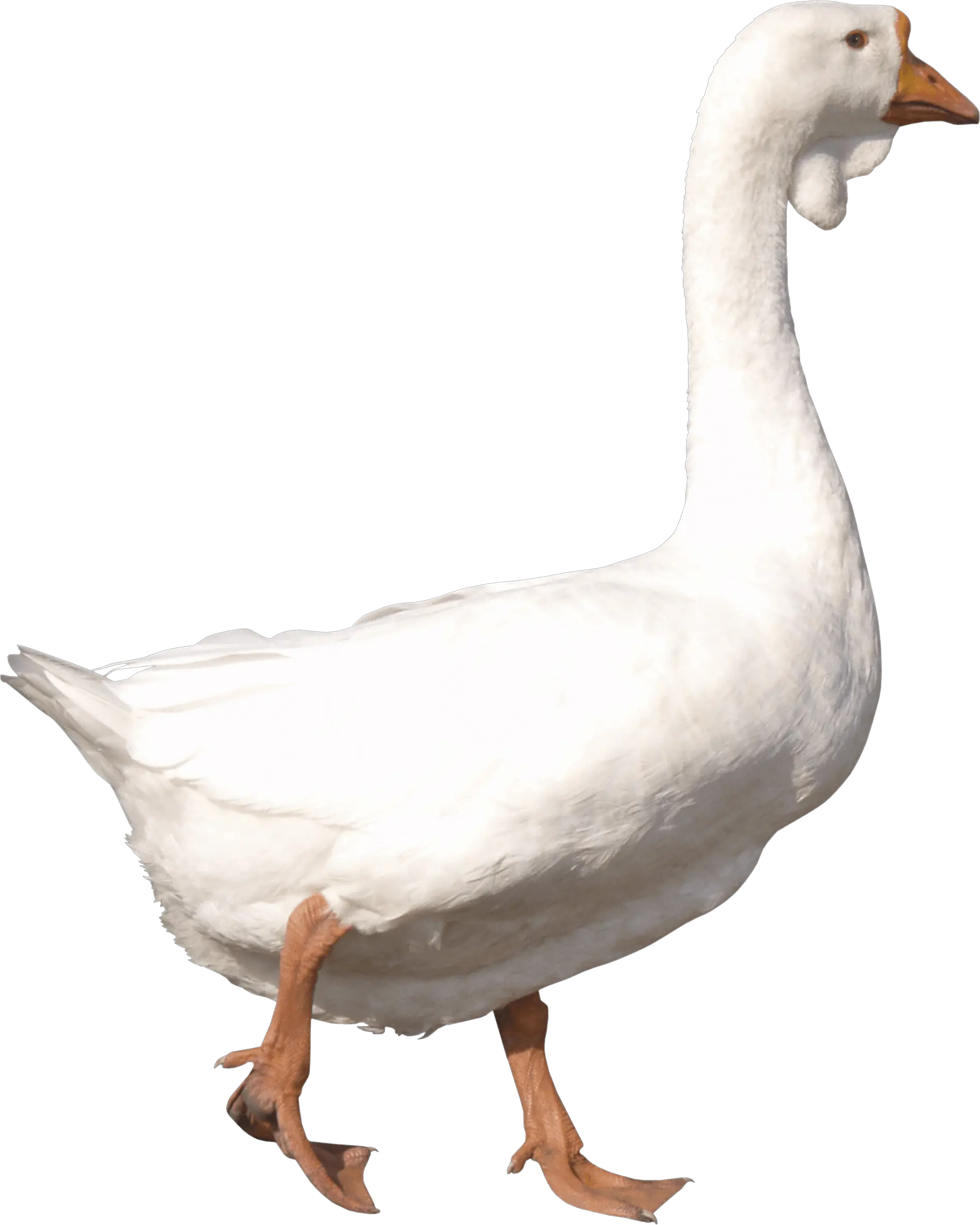  White Adult Goose Png Image Goose Png Goose Transparent