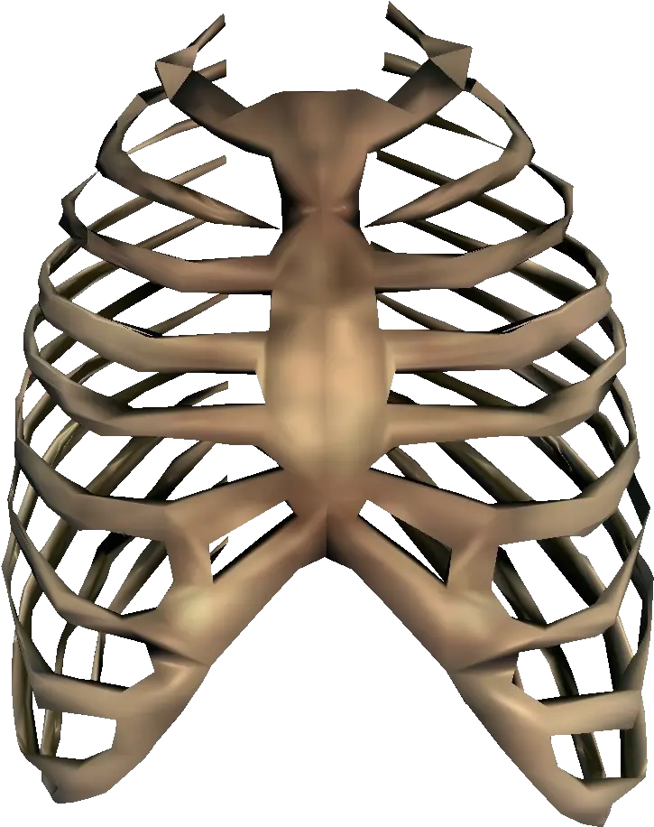  Bones Png Transparent Image Rib Cage Transparent Bone Png