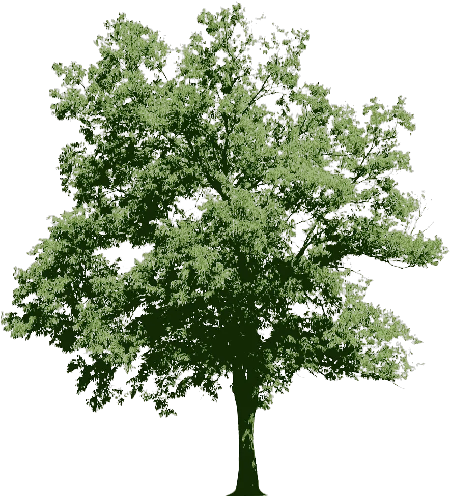  Oracle Technology Community Arbre De Foret Png Shrub Png