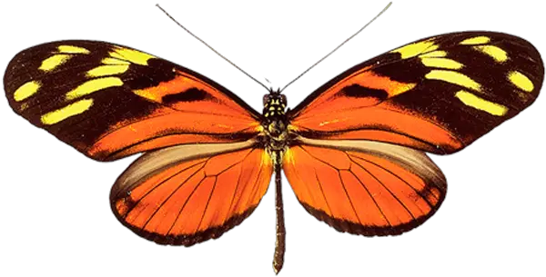  Butterfly Png Image Butterflies Butterfly Png Images