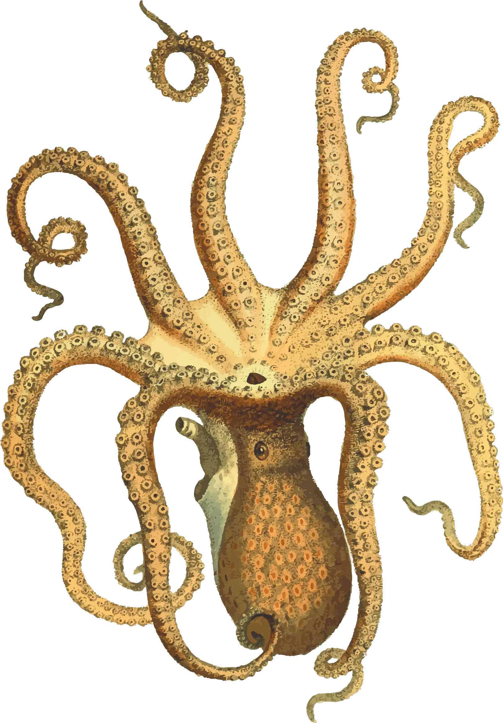  Octopus Png Transparent Octopus Png Octopus Png