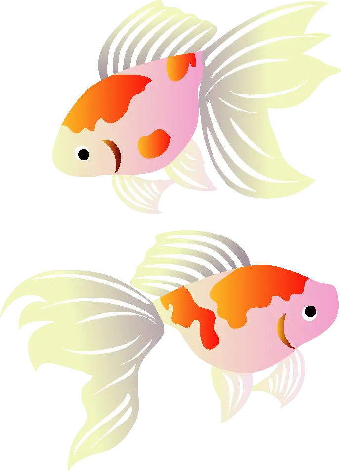  Download Koi Greeting Illustration Cards Goldfish Post Hq Cartoon Png Koi Png