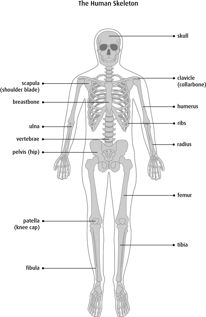  What Is Bone Cancer Bone Types Structure Png Bone Transparent