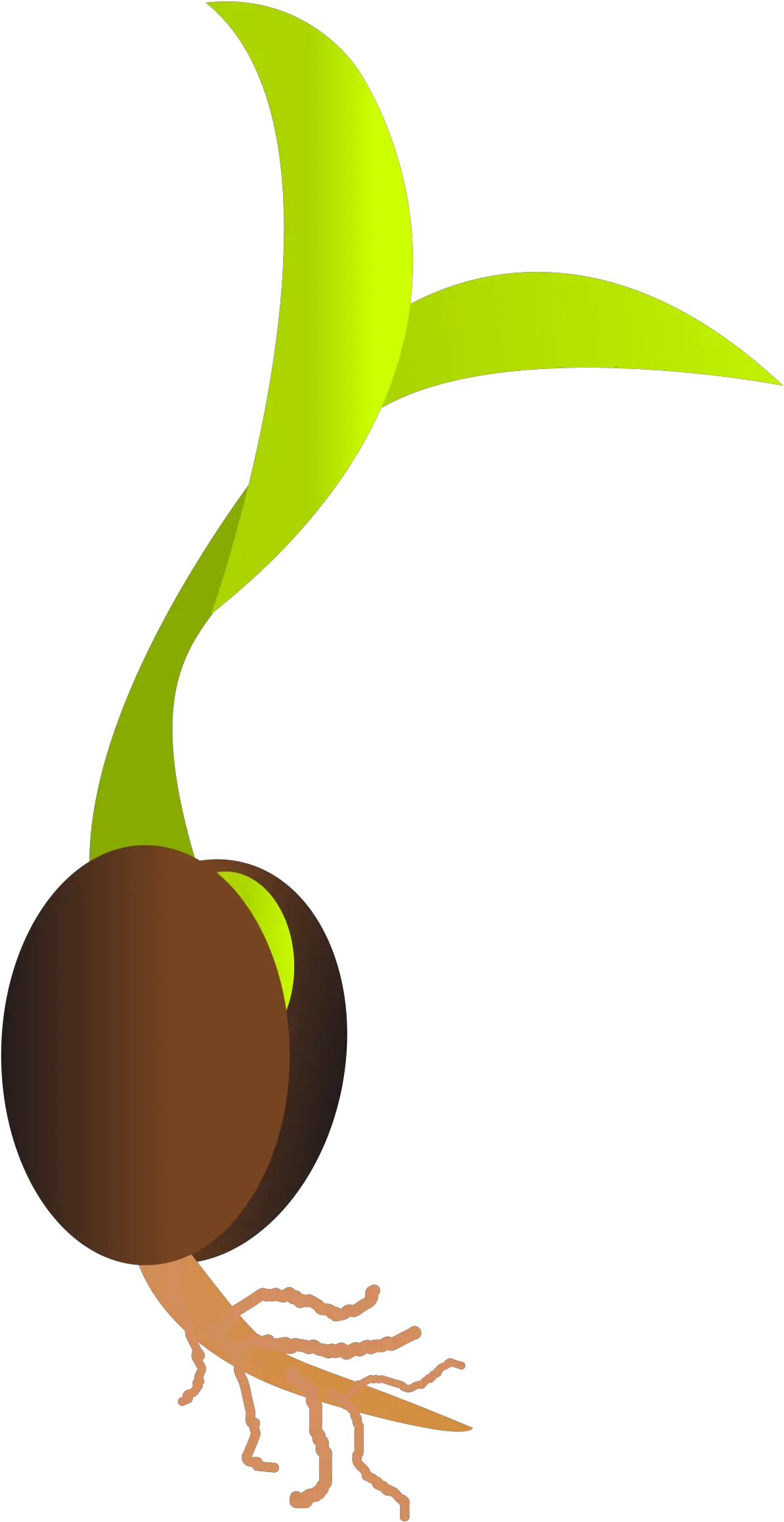  Download Free Png Seed Seed Clipart Png Seed Png