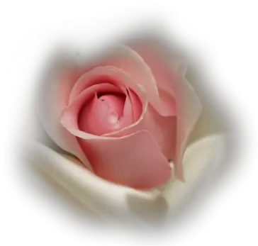  Index Of Userstbalzeflowerrosespng Transparent Pink Rose Bud Pink Roses Png