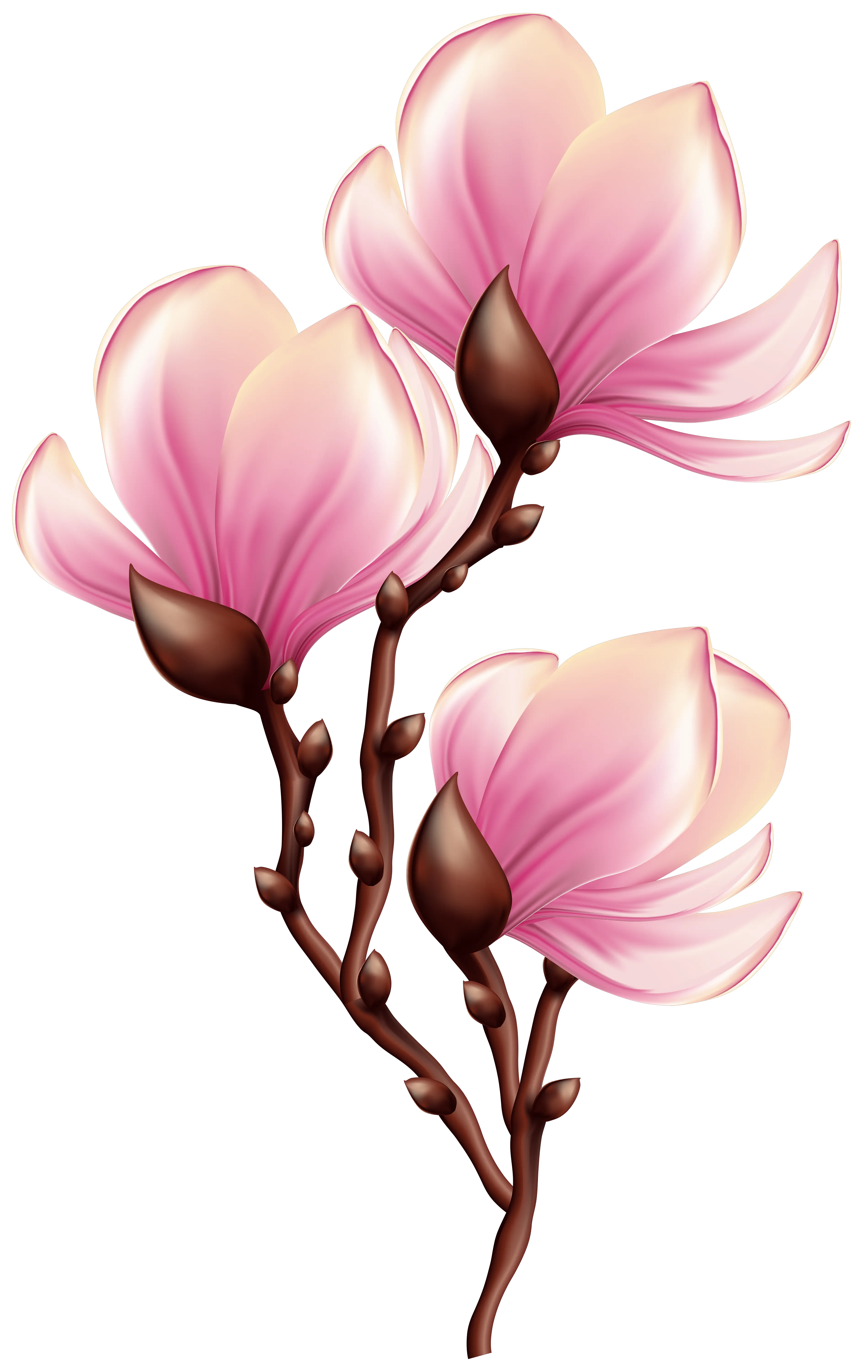  Download Beautiful Blooming Branch Transparent Png Clip Art Transparent Beautiful Clip Art Branch Transparent