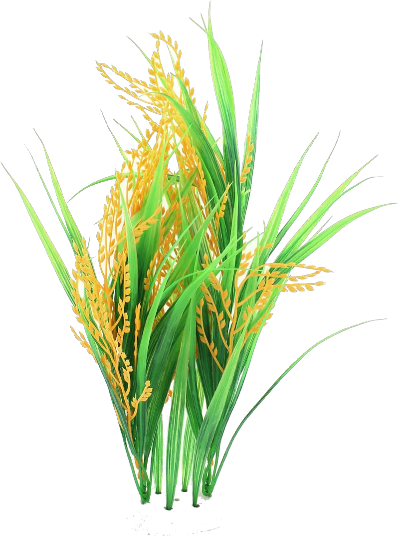  Rice Crop Clipart Png Clipart Rice Plant Png Crops Png