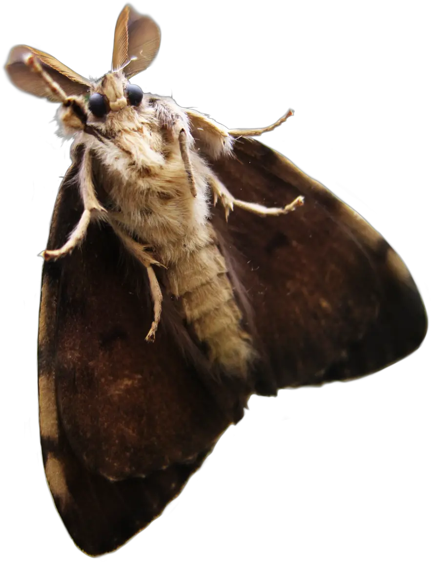  Moth Png Transparent Moth Transparent Png Moth Png