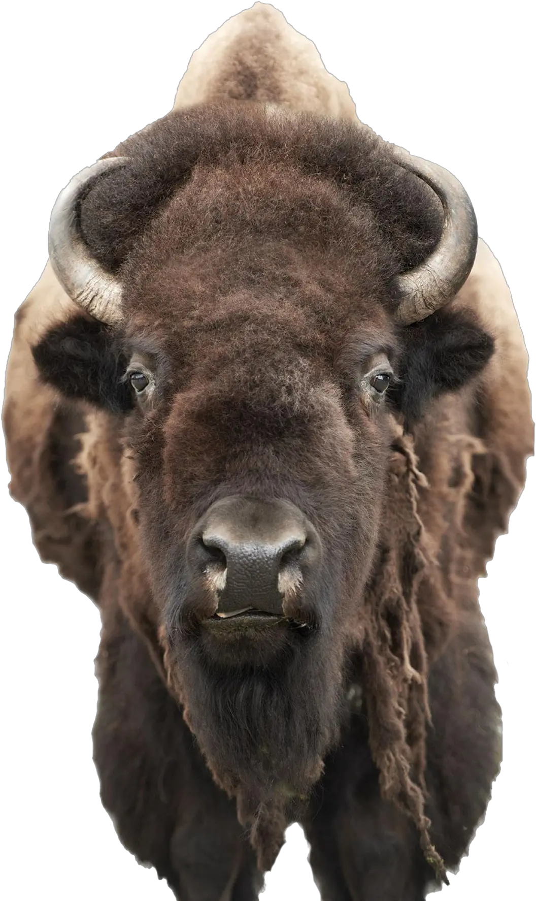  Bison Png Pic Bison Head Png Bison Png