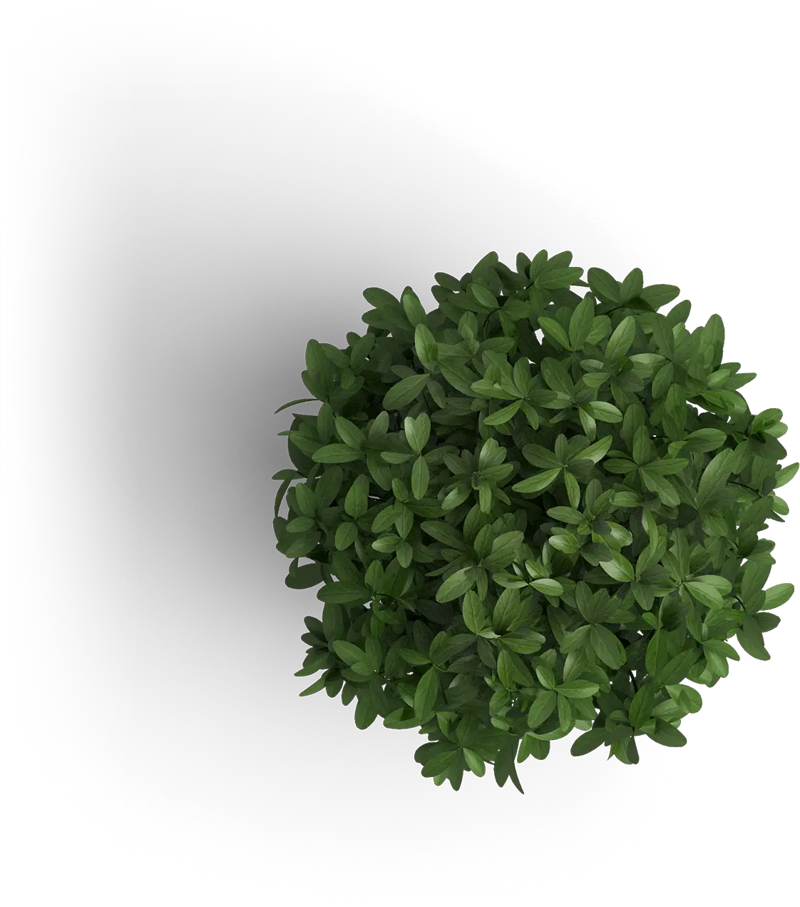  Plant Top View Png Transparent Plant Top View Png Object Png