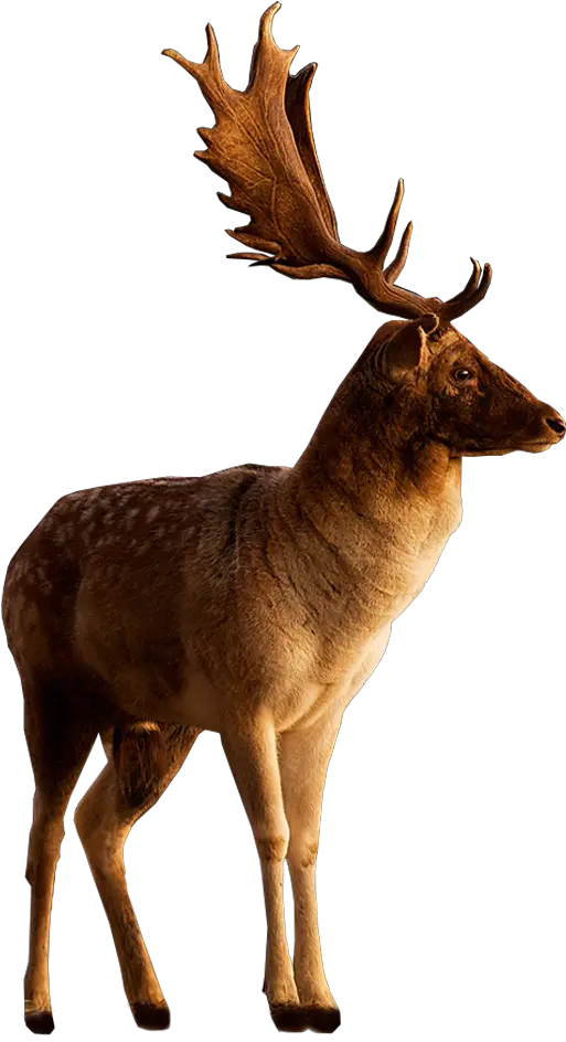  Buck Png 6 Image Transparent Stag Png Buck Png