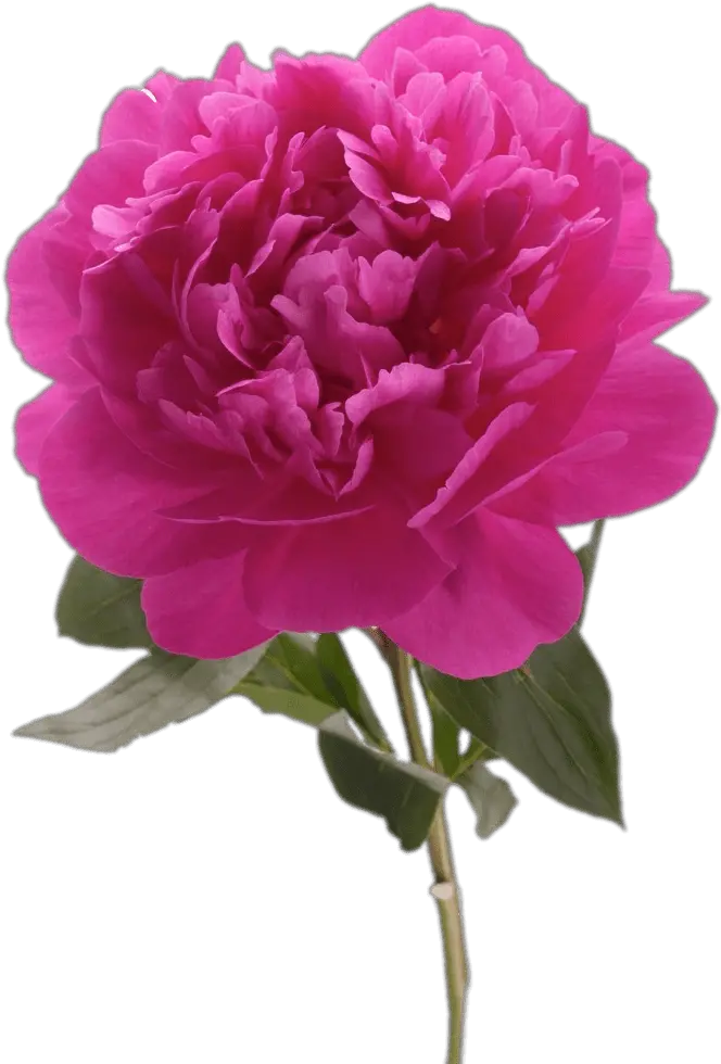  Fuchsia Peony Transparent Png Peony Peonies Png