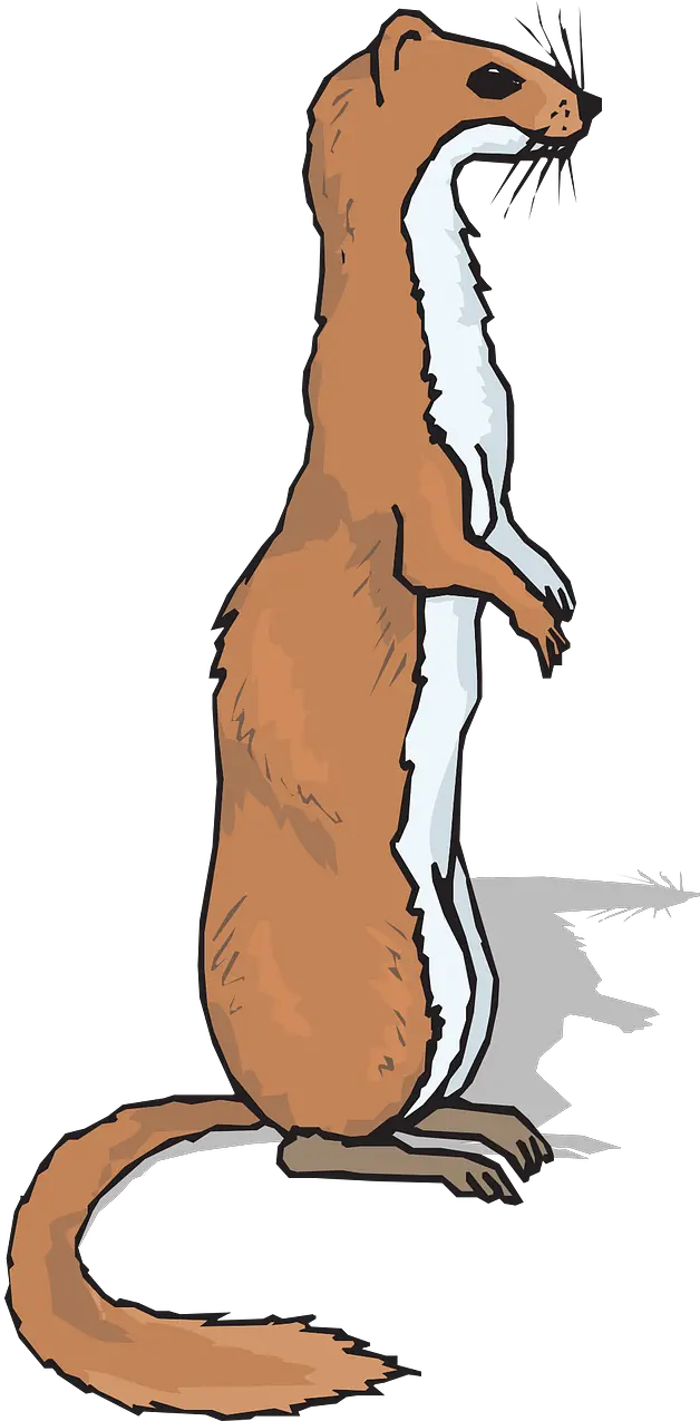  Ferret Animal Mammal Ferret Clipart Png Ferret Png