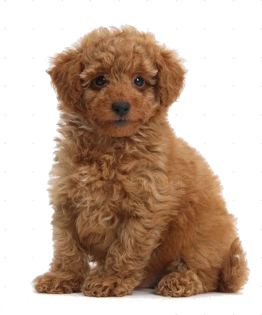  Download Free Png Hd Cute Toy Poodle Transparent Poodle Png