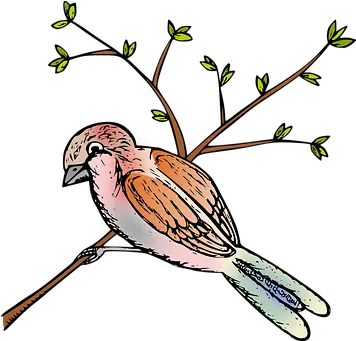  100 Free Sparrow U0026 Bird Illustrations Twig Png Jack Sparrow Icon