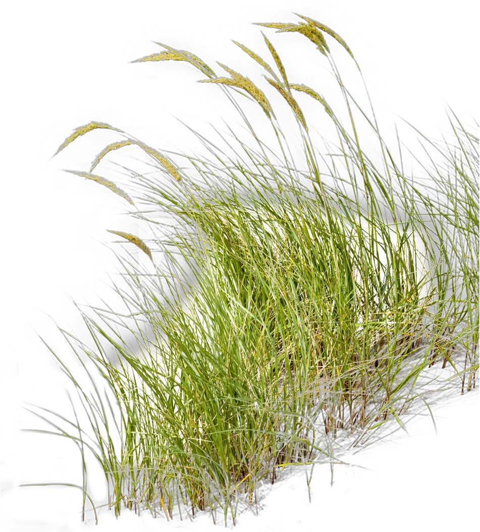  Home Png Wild Grass