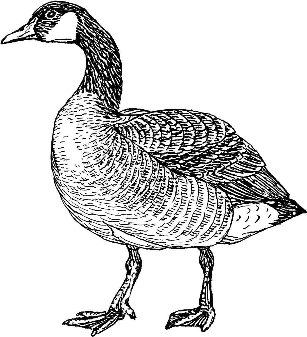  Goose Canada Goose Coloring Page Png Goose Png