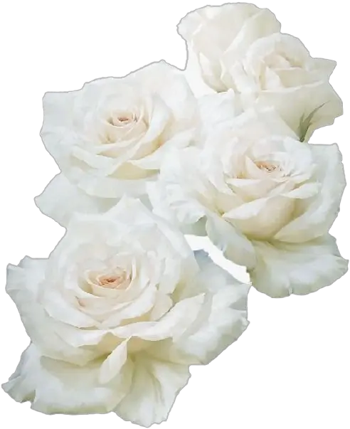  Real White Rose Png Image Flower