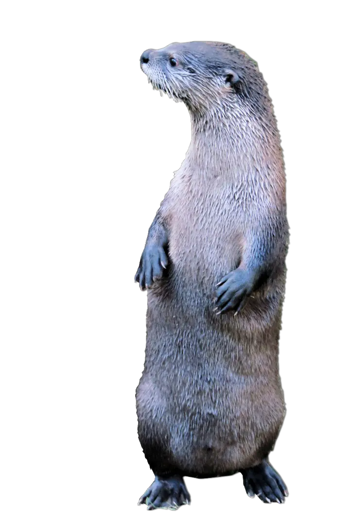  Otter Standing2 Otter Png Otter Png