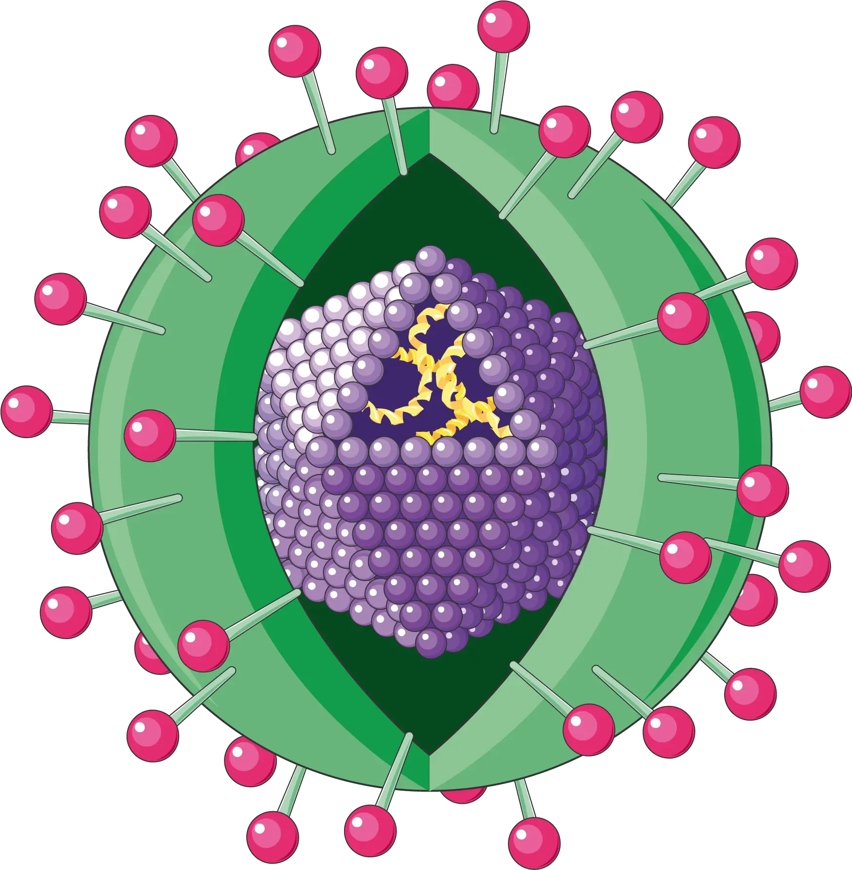  Hepatitis Virus Hepatitis B Clip Art Png Virus Png