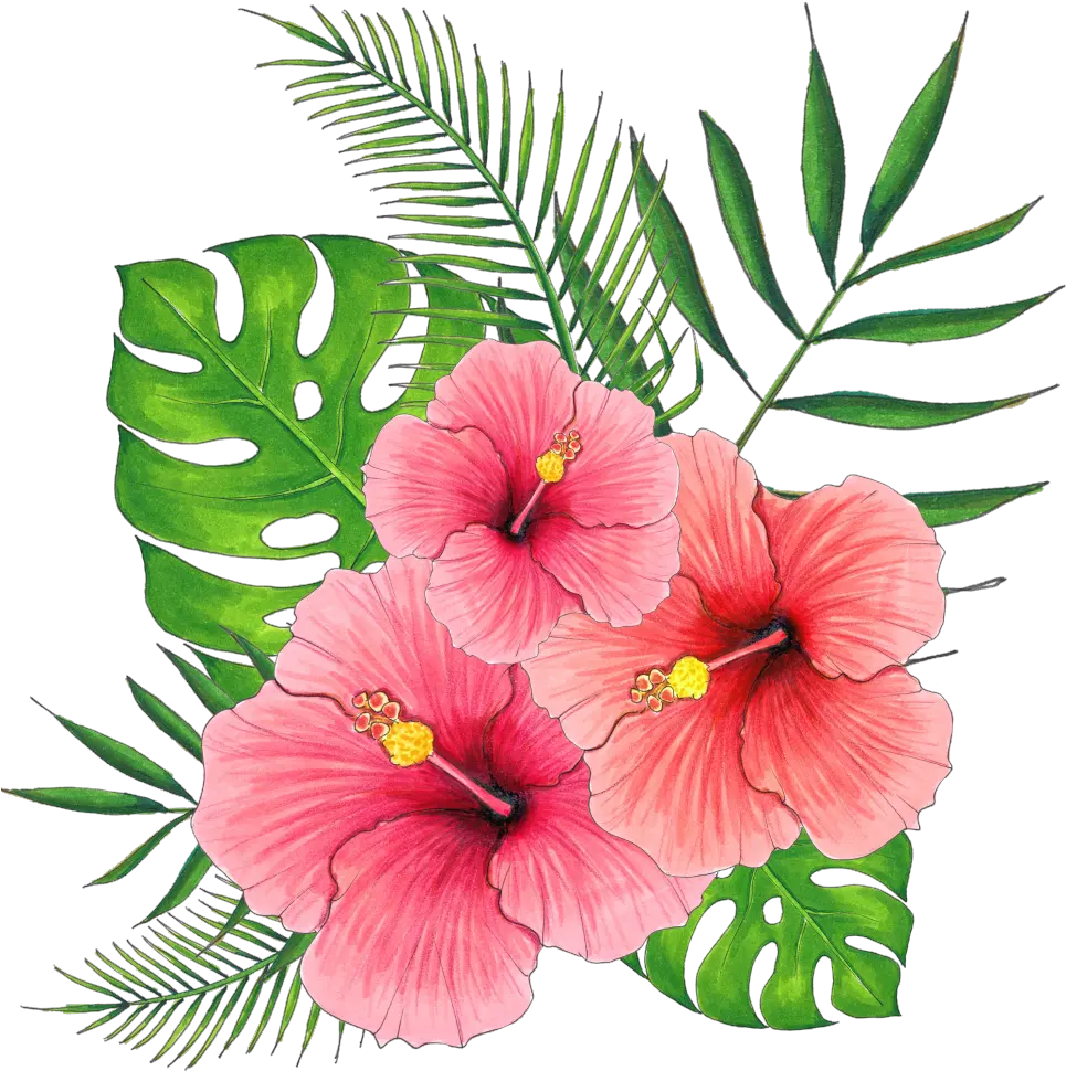  Summer Hibiscus Flower Png Transparent Pink Hibiscus Flower Png Hibiscus Flower Png