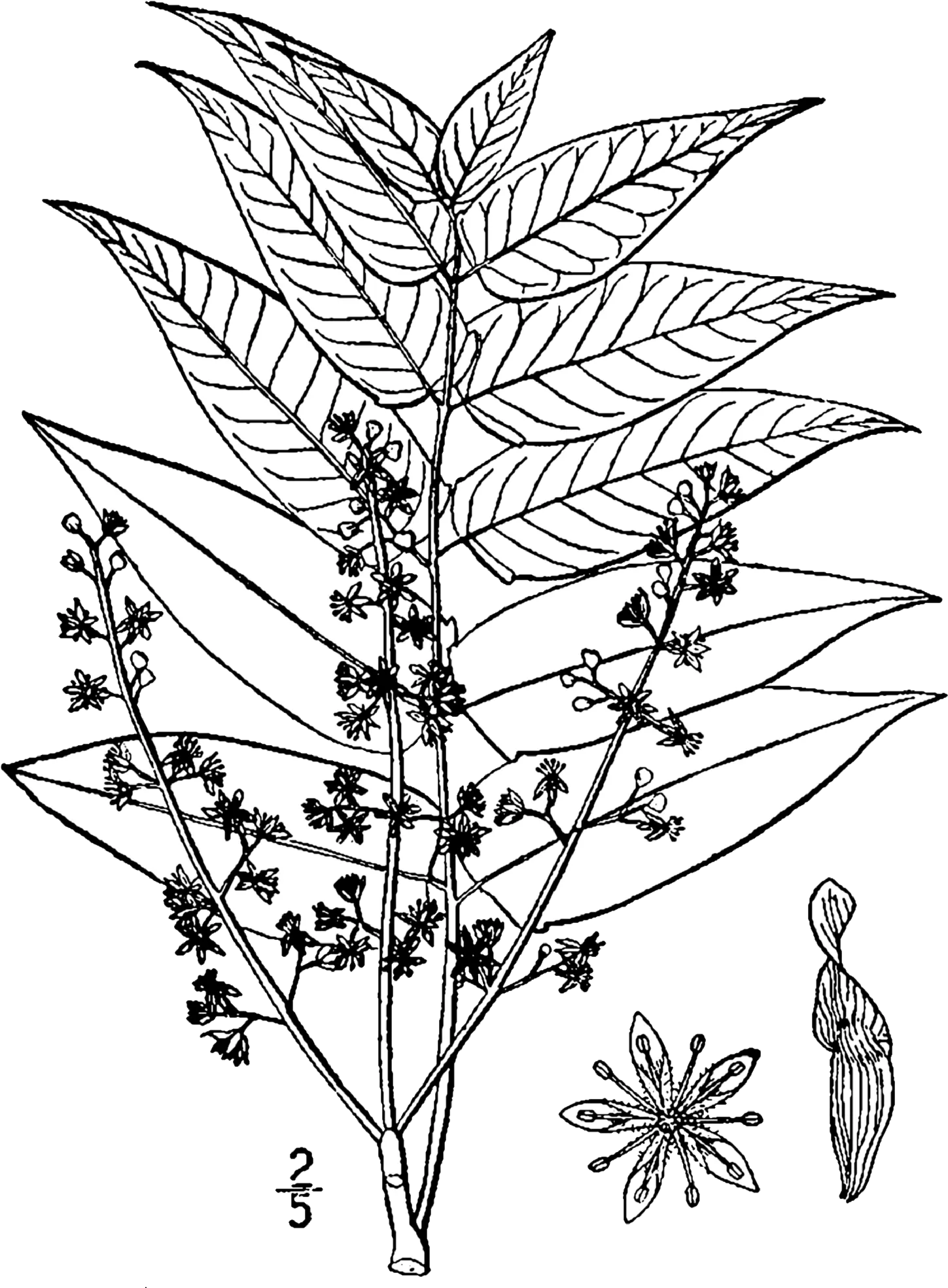  Ailanthus Altissima Drawing Tree Of Heaven Botanical Drawing Png Draw Png