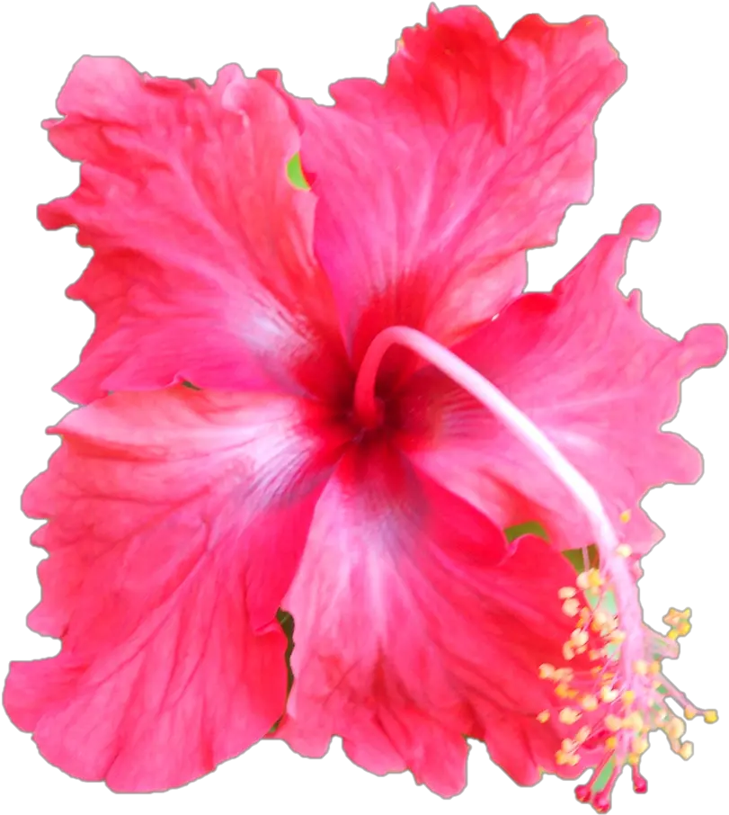  Darshan Of Sri Sarada Devi Hawaiian Hawaiian Hibiscus Png Hibiscus Png