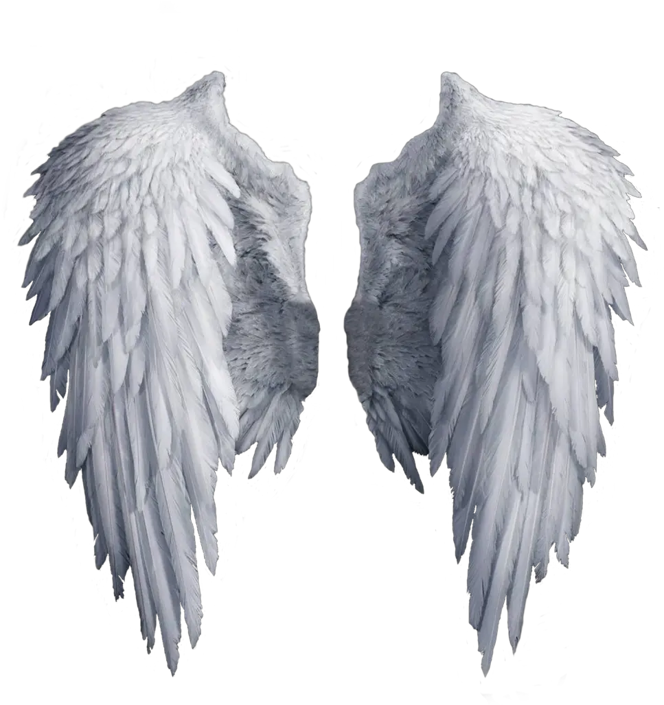  White Angel Wings Png Transparent Background Angel Wings Clipart Wing Png