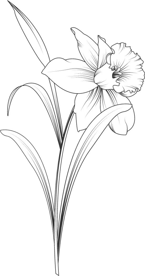  Daffodil Stem 02 Graphic Illustrations Picmonkey Graphics Lily Png Daffodil Png