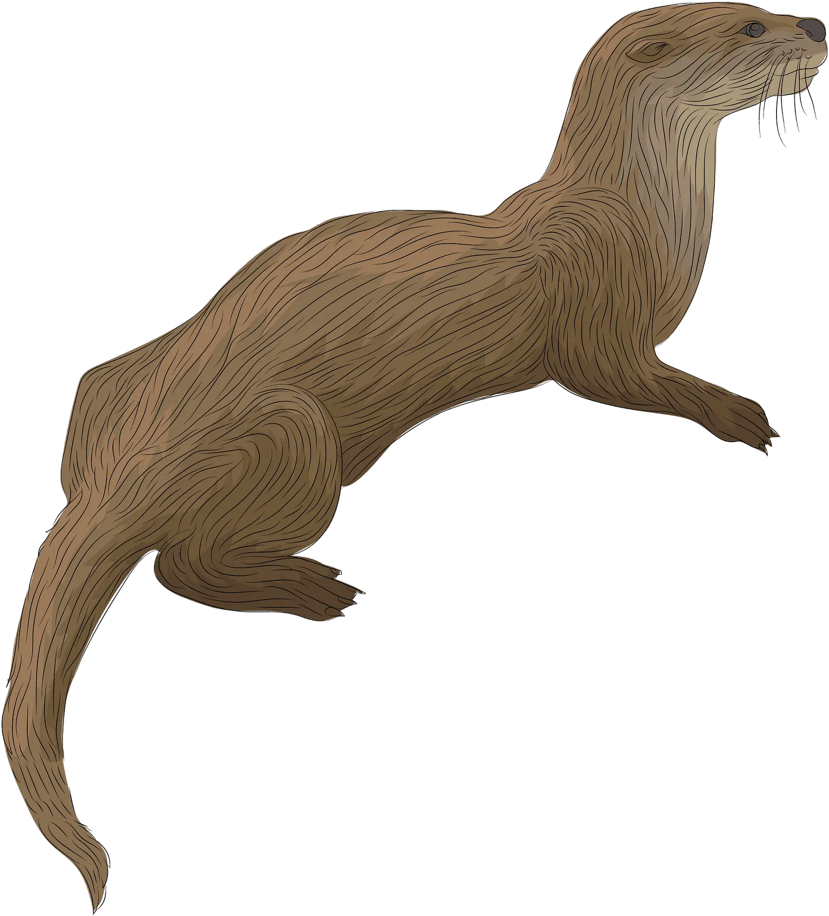  River Otter Clipart Otter Clipart Png Otter Png