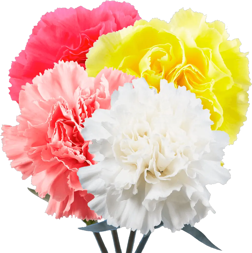  Carnations Flowers Choose Your Own Quantity And Color Lovely Png Carnation Png