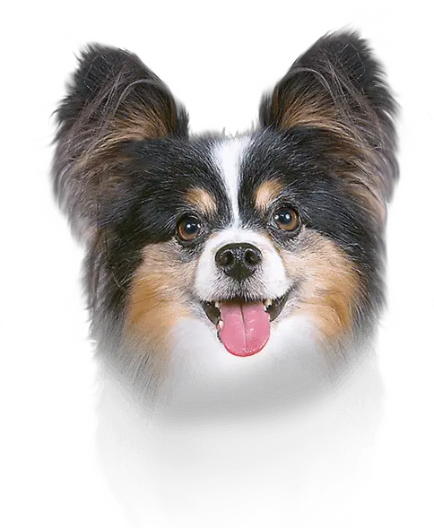  Papillon Dog Ear Canal Breed Face Papillon Dog Ear Png Dog Ears Png