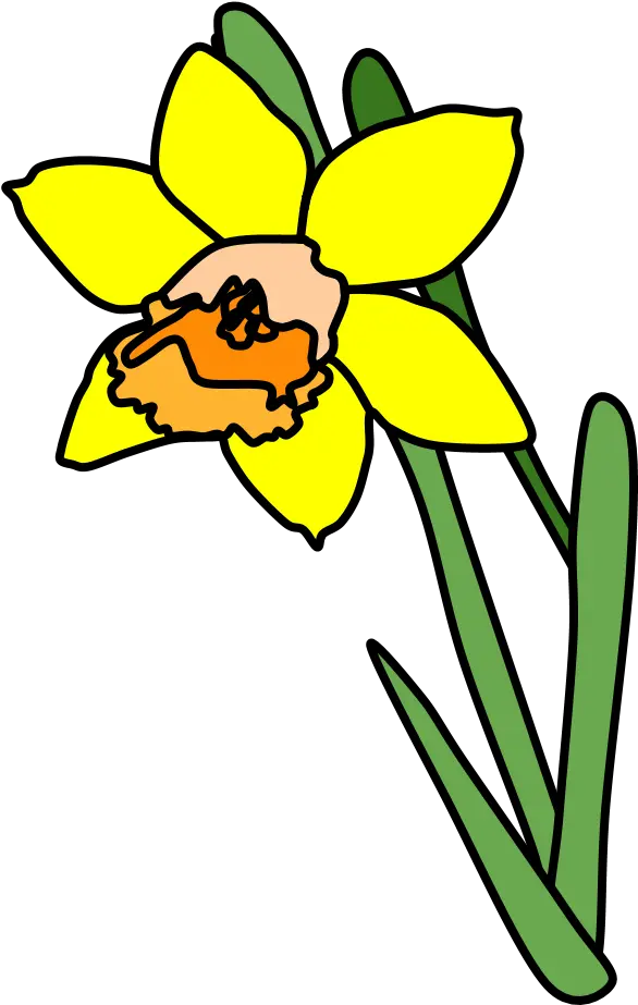  Daffodils Png Daffodil