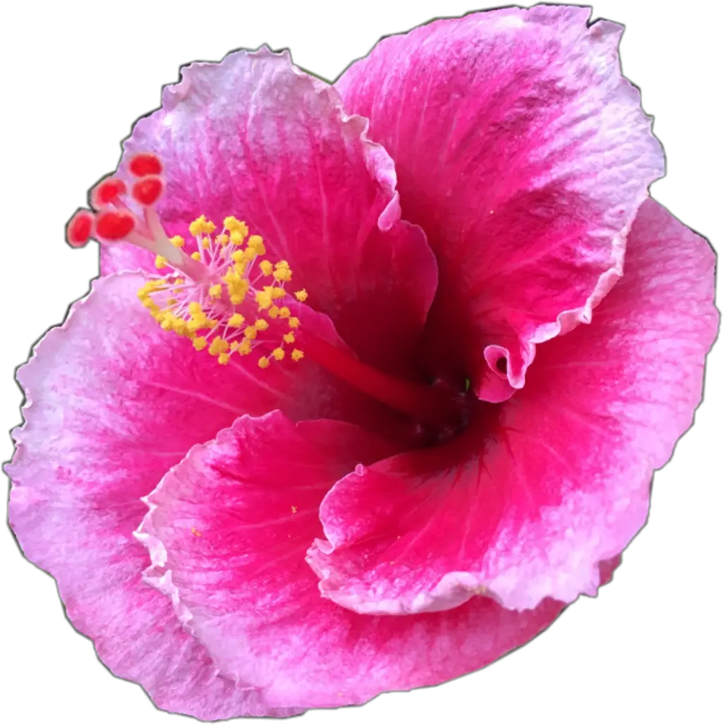  Pretty Pink Tropical Flower Tropicalflower Summer Flower Png Hibiscus Png