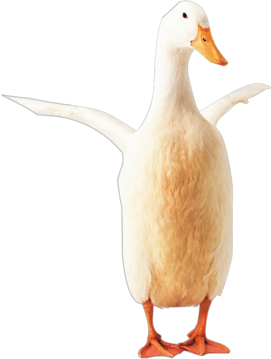  Download Hd Goose Clipart Transparent Png