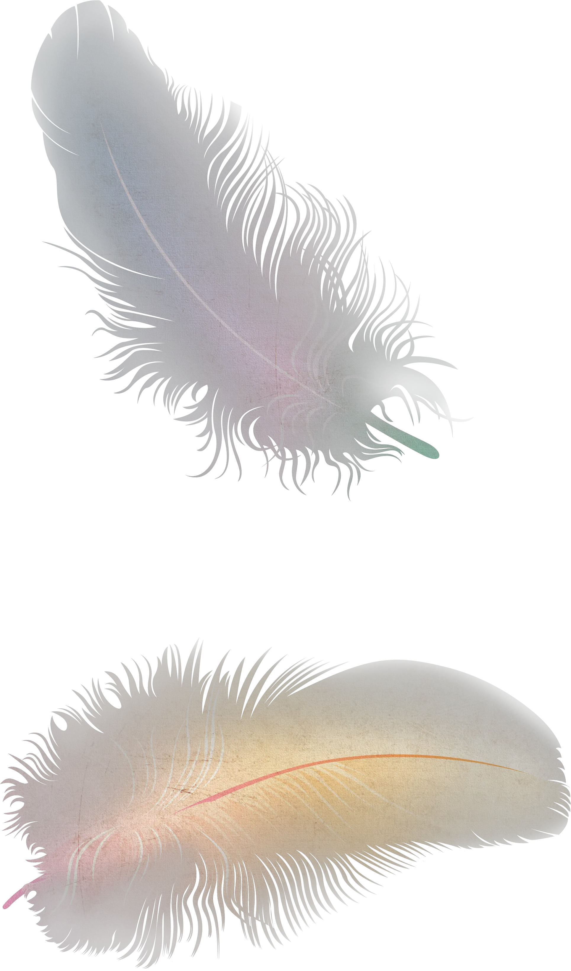  Feather Png Picture Free Feather Png Feather Transparent Background