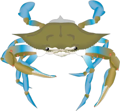  Clipart Info Ciclo Reproductivo Del Cangrejo Png Blue Crab Png