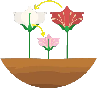  Binogicom Plants Sexual Reproduction Icon Png Plant Icon Image Clip Art