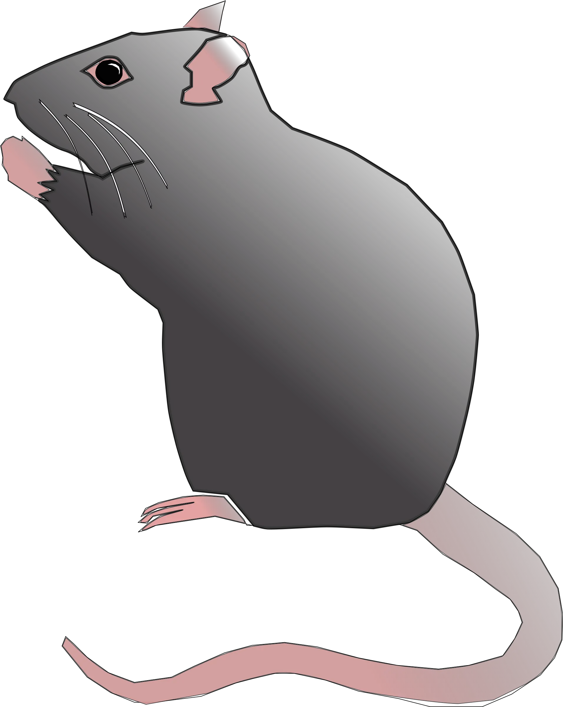  Rat Rodent Pest Mouse Animal Rat Clipart Full Size Cute Rat Clip Art Png Rat Png