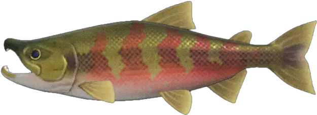  Salmon Salmon From Animal Crossing Png Salmon Png