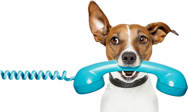  Dog Holdingphone1 Canine Cognition Dog Talking On Phone Png Holding Phone Png