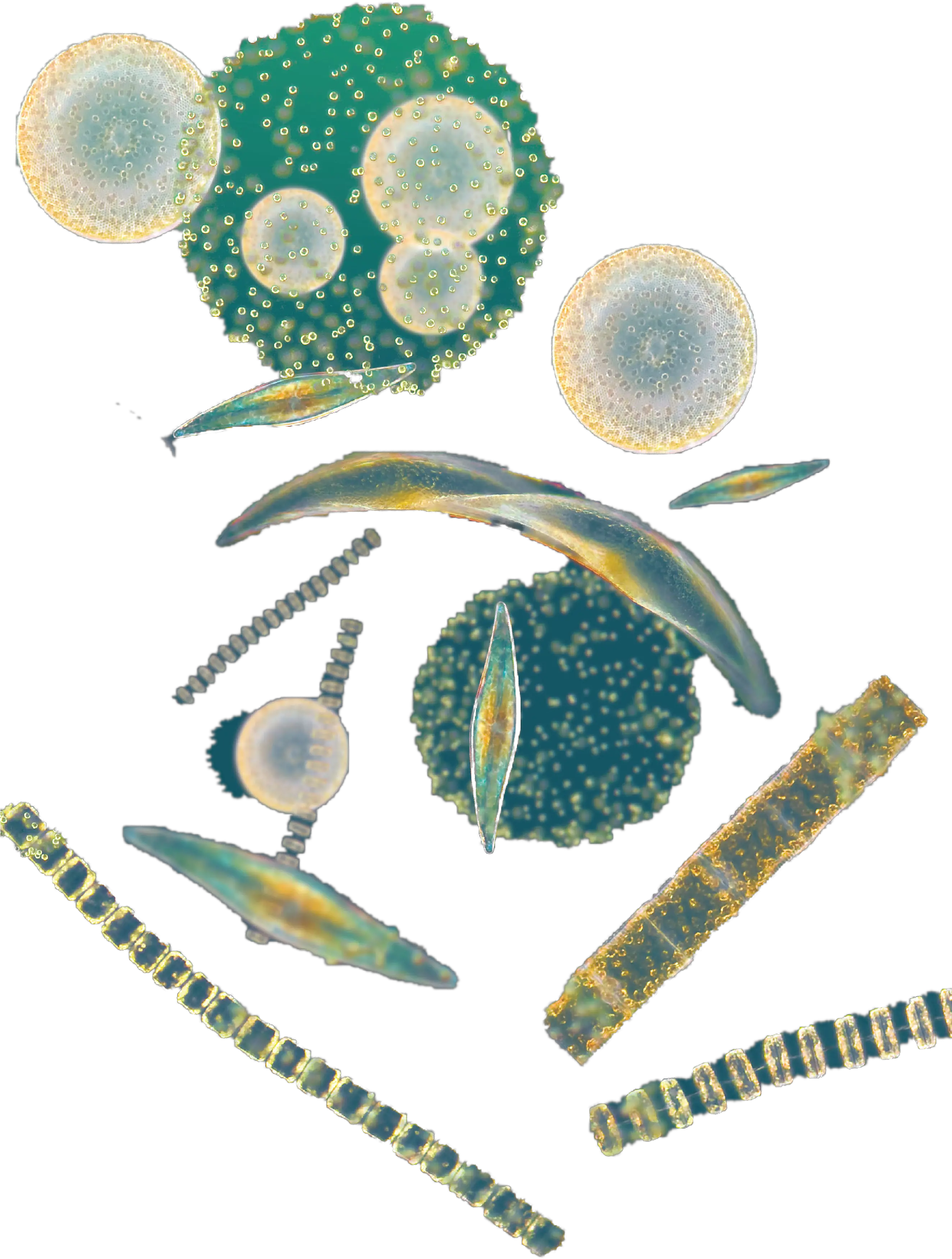  Phytoplankton Png Transparent Phytoplankton Png Plankton Png