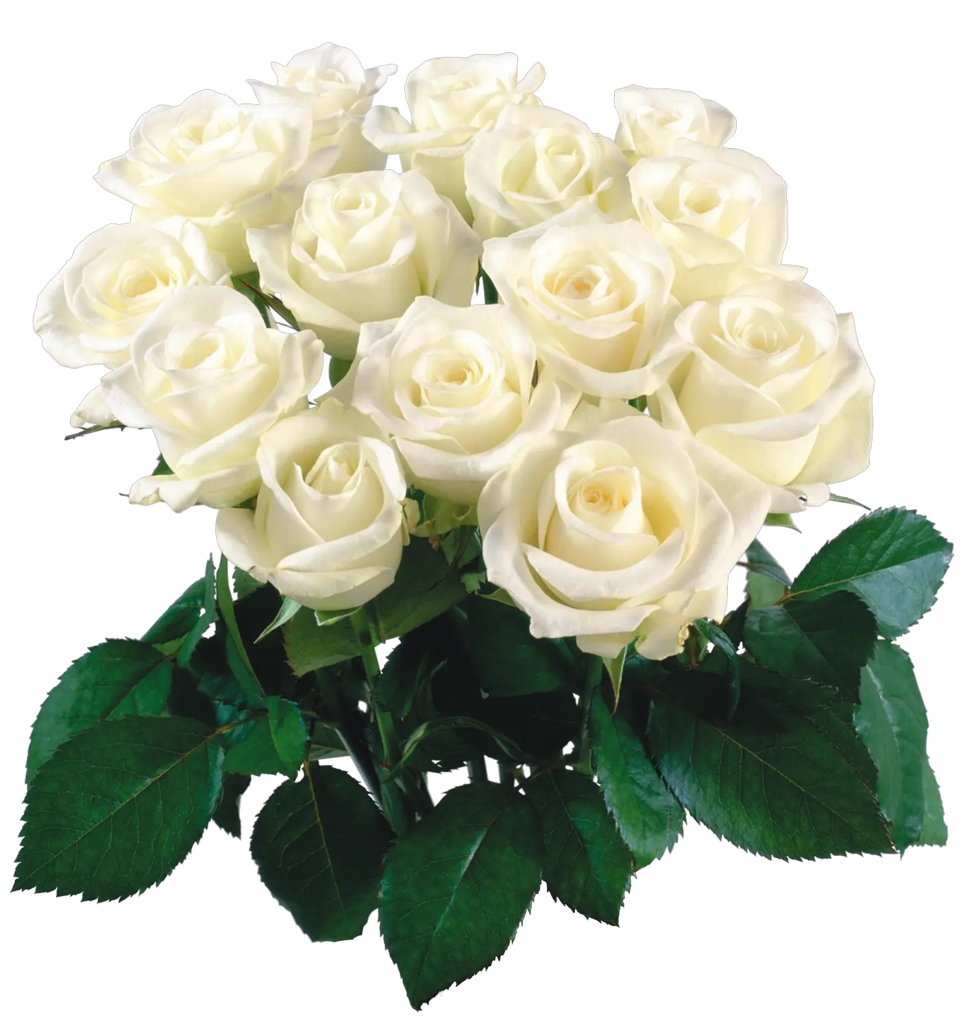  Bouquet Of Flowers Png Image White Flower Bokeh Png Garden Flowers Png