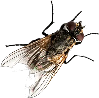  Flies Control Newcastle Bee Exterminator Nsw Pesti Fly Png Flies Png