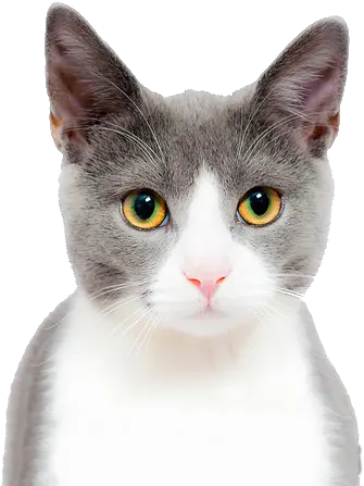  Cat Play And Toys Kitten Dog Pet Background Cat Face Png Cat Face Transparent