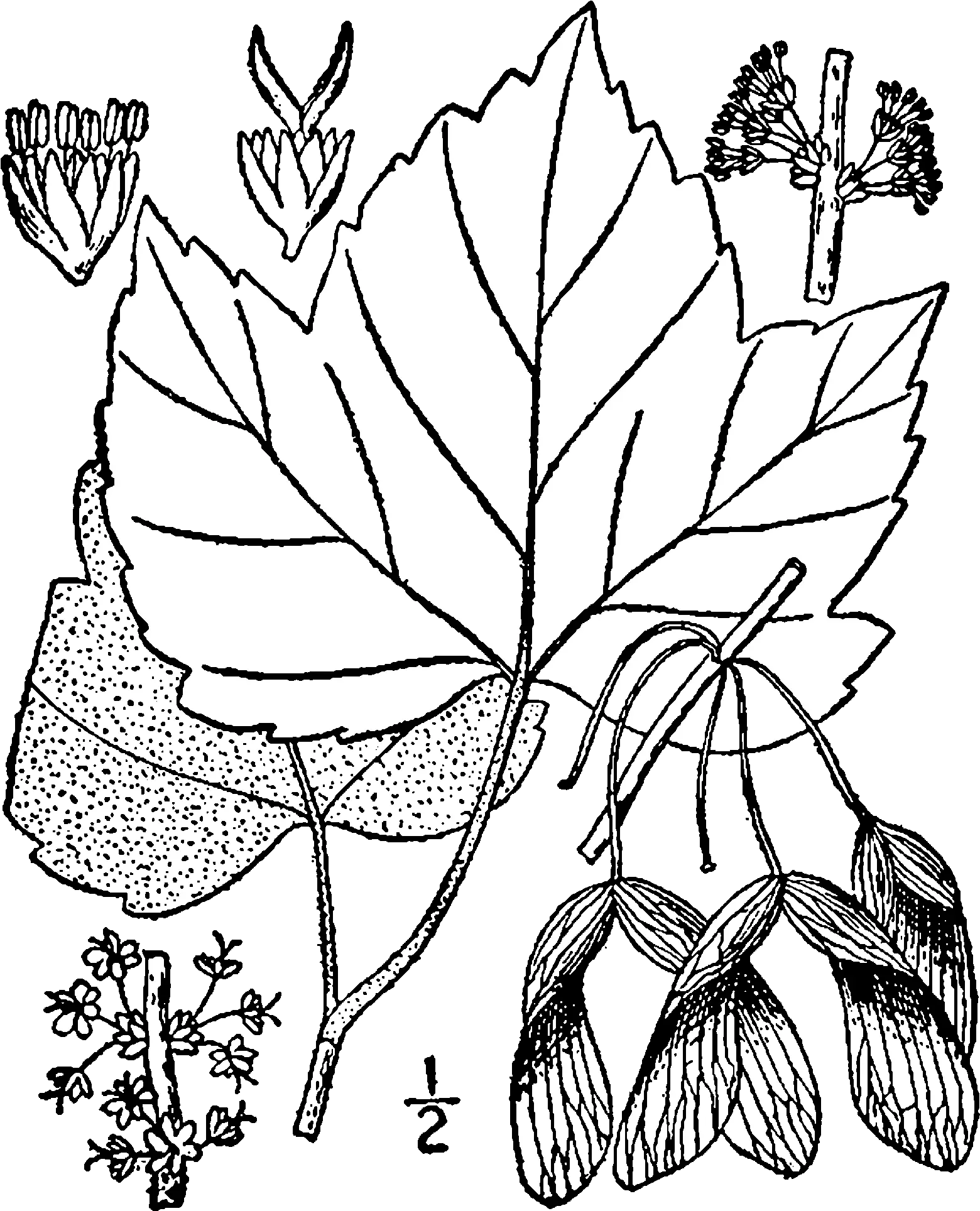  Acer Rubrum Drummondii Drawing Acer Rubrum Var Drummondii Sketh Png Draw Png